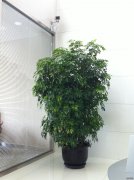 鹅掌材