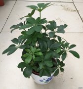 小鹅掌财（七叶莲）