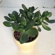 玉树