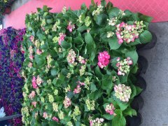 绣球花