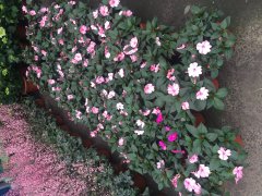 凤仙花