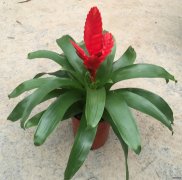 凤梨（卡丽）