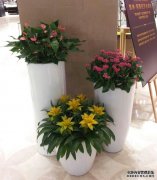 花卉景观