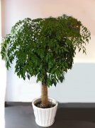 独杆幸福树
