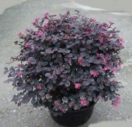 红花继木