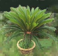 铁树