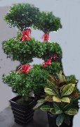三层榕树