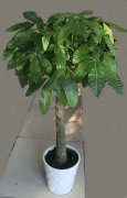 独杆发财树