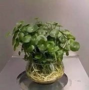 水培铜钱草