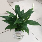 水培一帆风顺
