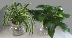 水培吊兰和吊绿萝