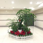 花卉景观（2）