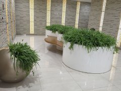 金边吊兰景观A.jpg