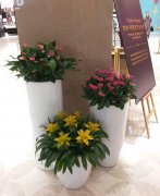 高档花卉组合