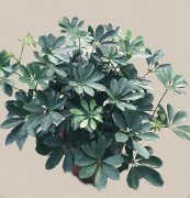 鹅掌财