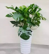 龟背竹