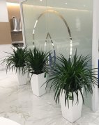 龙须树