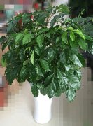 绿宝