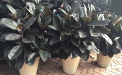 橡皮树（黑金刚）