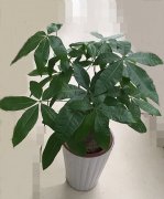 小发财树