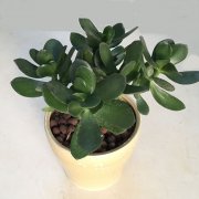 玉树