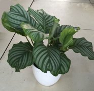 青苹果竹芋