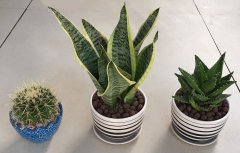 仙人球、小虎皮兰、芦荟