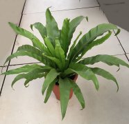 鸟巢蕨