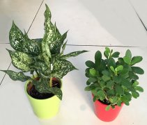 粉黛和虎刺梅