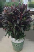 红朱蕉