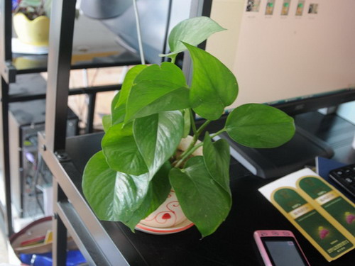 办公室植物